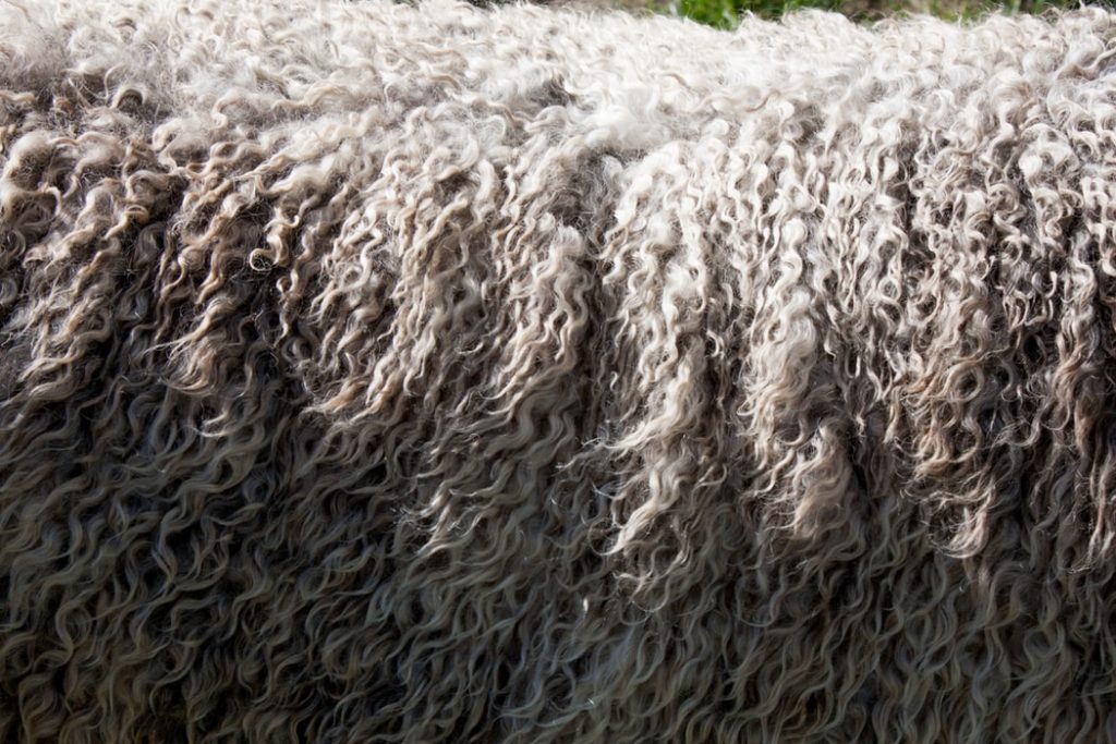 Merino wool close up