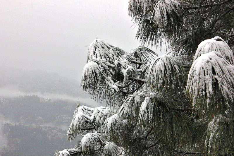 Shimla Winter Days