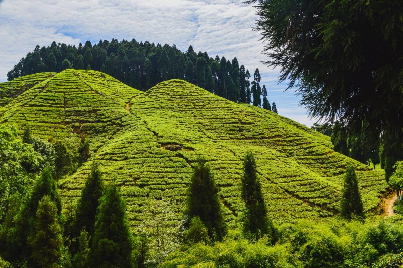 Darjeeling Tea Plantations