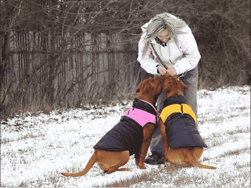 Should Your Dog Be Wearing A Sweater? (And Other Cold Weather Wear)
